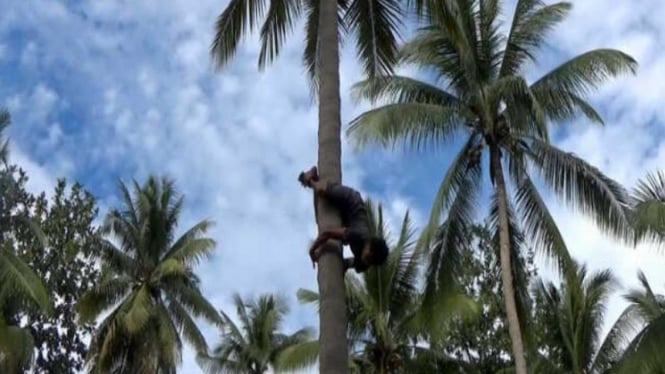 Nurdin saat memanjat kelapa dalam posisi terbalik