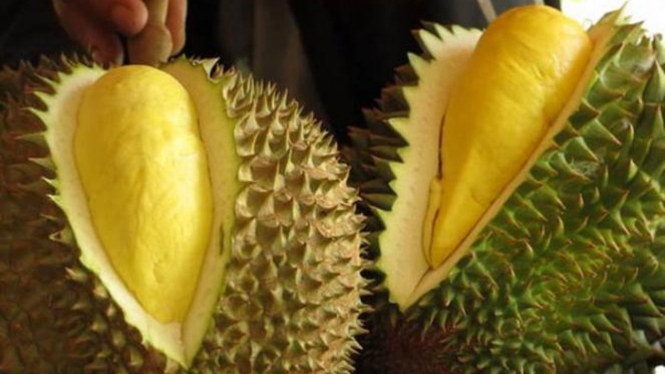 Download 680 Koleksi Gambar Durian Bagus Terbaru 