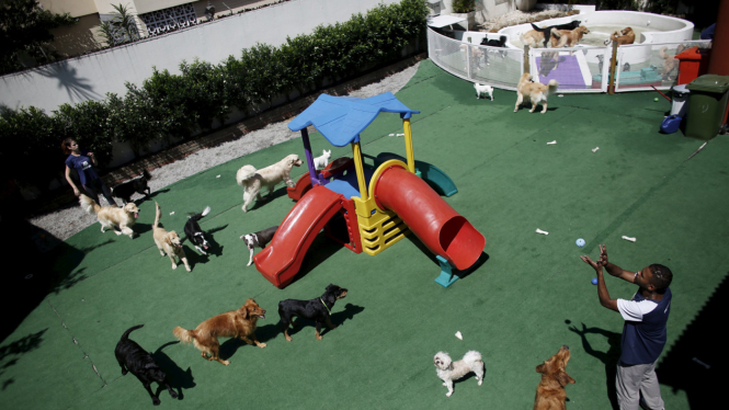 Pusat Perawatan Anjing di Sao Paulo