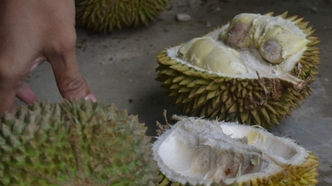 Durian lokal Malang