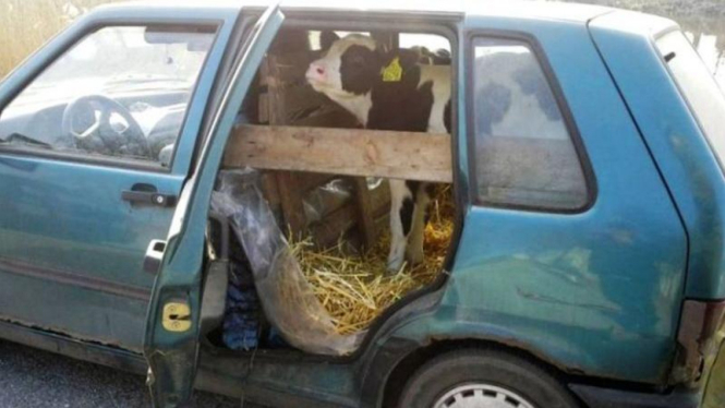 Mobil jadi kandang sapi