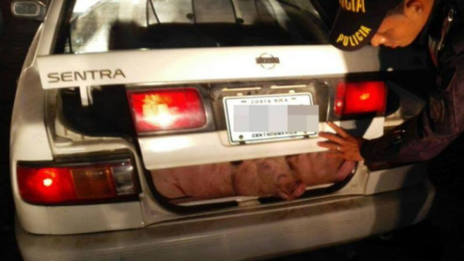 Polisi temukan tiga anak babi di bagasi mobil