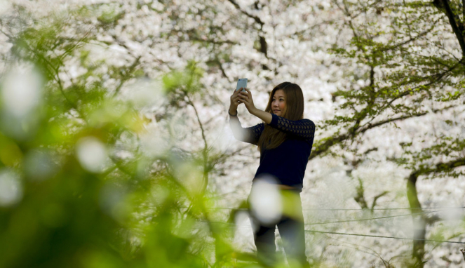 Menikmati Bunga Sakura di Jepang.