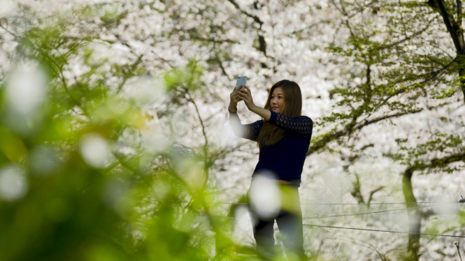 Menikmati Bunga Sakura di Jepang.
