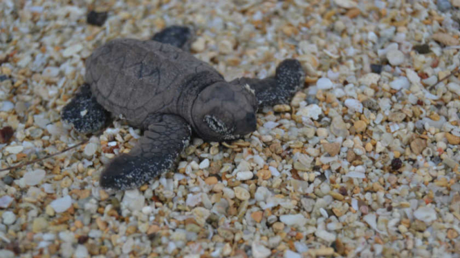 tukik penyu sisik di pantai Nirwana Pulau Karimunjawa 