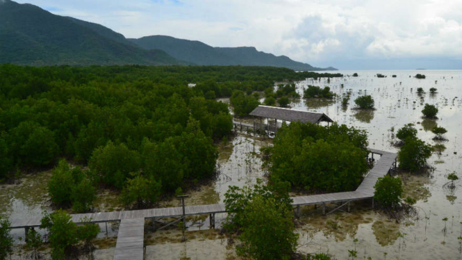 Pemandangan dari menara pengamatan burung di hutan mangrove Pulau Karimunjawa