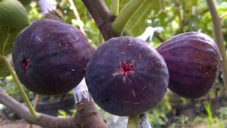 Tujuh Manfaat Buah Tin yang Istimewa