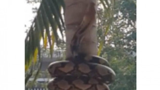 Ini Cara Ular Piton Panjat Pohon