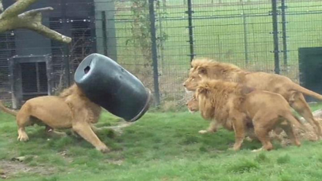 Singa tersangkut drum
