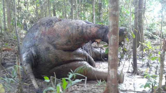 Gajah Sumatera yang ditemukan mati di Aceh Barat, Selasa (14/4/2015)
