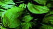 Photo Mini 1