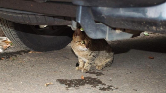 Kucing di kolong mobil.