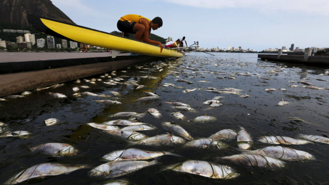 Ribuan Ikan Mati di Lokasi Olimpiade Dayung