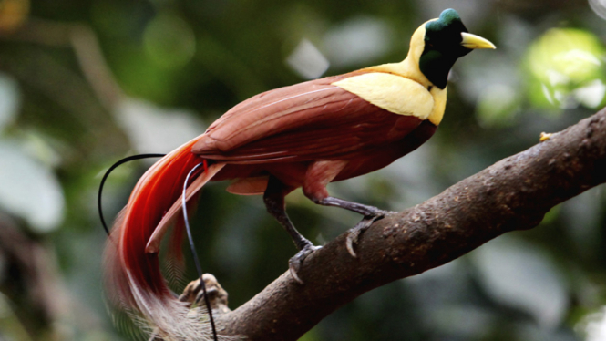 Burung Cenderawasih. 