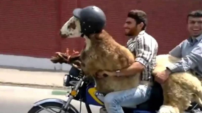 Mengendarai motor sambil membawa kambing.
