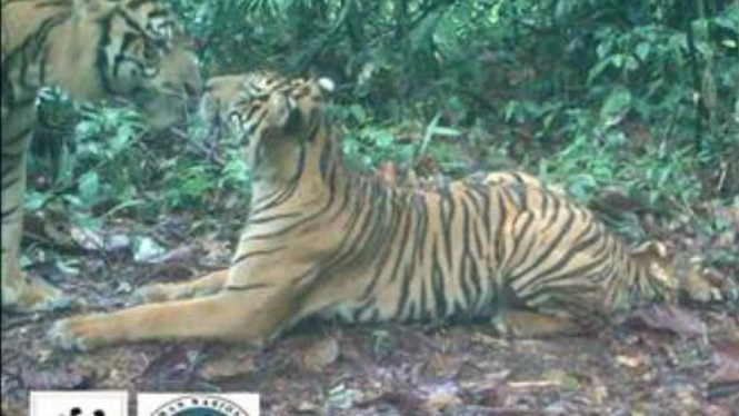 Sepasang Harimau Sumatera saling mendekat untuk bercumbu dan kawin.