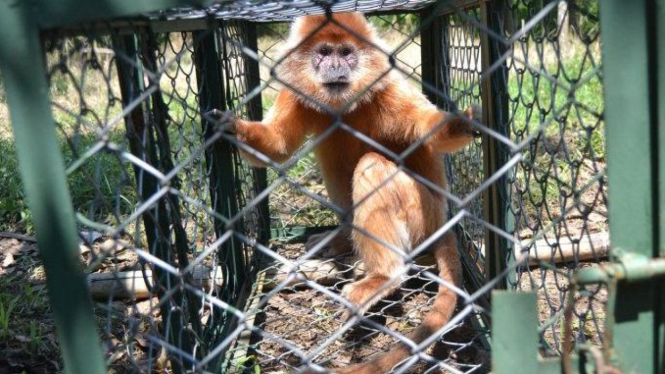 Lutung Jawa bernama Adzuki.