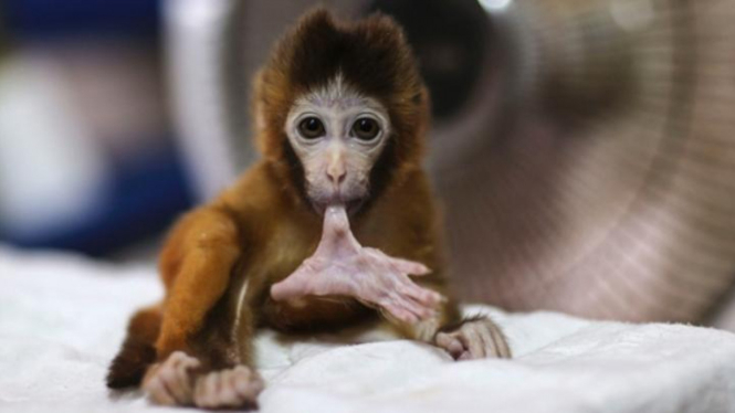 Bayi monyet di Jepang yang diberi nama Charlotte