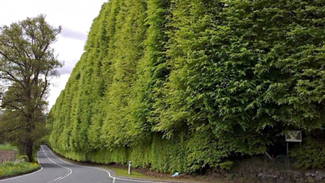 Meikleour Beech, dinding tanaman terbesar di dunia.