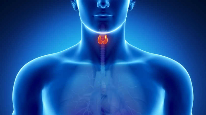 Ilustrasi Thyroid / Tiroid