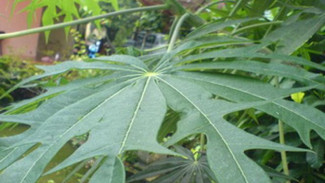 Daun Betadin, Alternatif  Atasi Luka Ringan