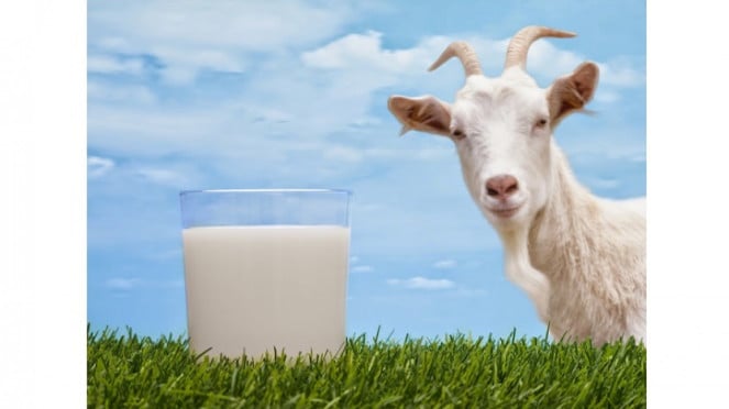 Susu kambing