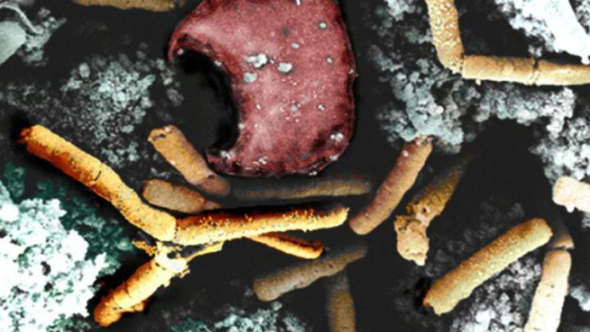 Ilustrasi bakteri antraks