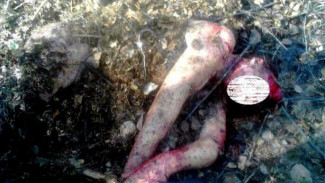 Diserang dan Dikubur Seekor Beruang, Wanita Ini Tetap Hidup