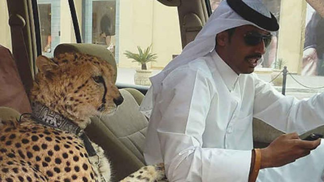 Pria Arab ajak jalan-jalan Cheetah piaraannya.