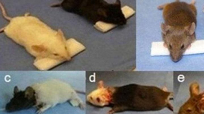 Peneliti China sukses melakukan transplantasi kepala tikus.