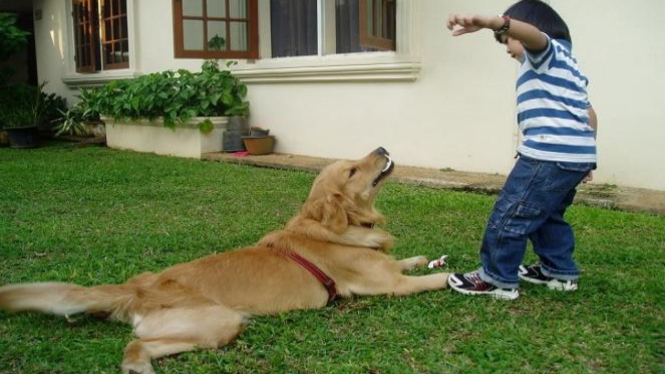 Hukum Memelihara Anjing dalam Pandangan Islam