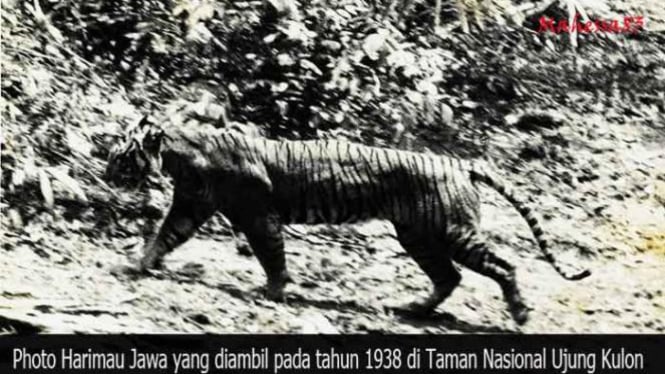 Unduh 5000 Koleksi Gambar Harimau Jawa Asli Terbaru Gratis