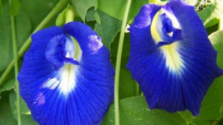 Bunga Telang Sebagai Pewarna Biru Alami