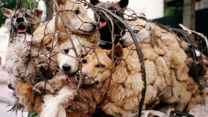 Anjing-anjing yang hendak disembelih di Yulin Dog Festival