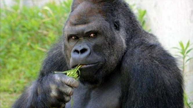 Shabani, gorila tampan dari Jepang (foto ilustrasi)