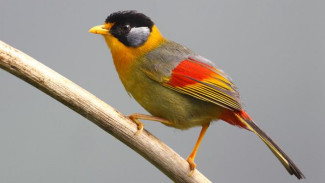 Pesona Indahnya Burung Panca Warna
