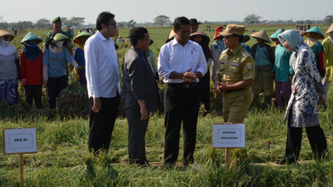 Komisi IV dan Menteri Pertanian kunjungi Cirebon