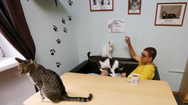kis-kis cat cafe