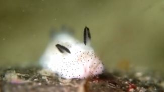 Siput Laut Aneh yang Menyerupai Seekor Kelinci