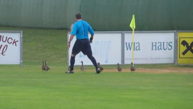 Wasit mengusir bebek di pertandingan sepakbola.