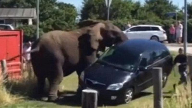 Gajah sirkus mengamuk.