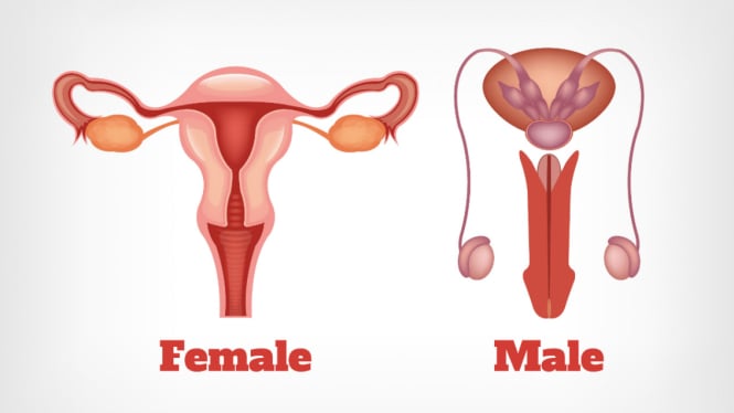 Sistem reproduksi wanita dan pria