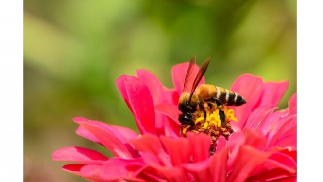 10 Bunga  Favorit Lebah  Madu dalam Penyerbukan
