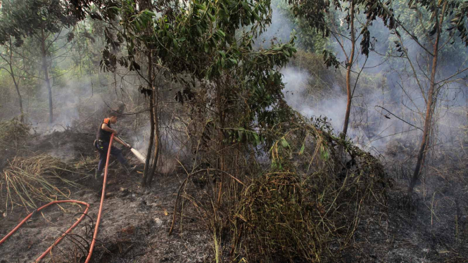 Kebakaran Lahan Gambut Riau