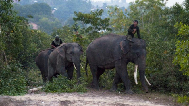 Serangan gajah liar ke pemukiman warga