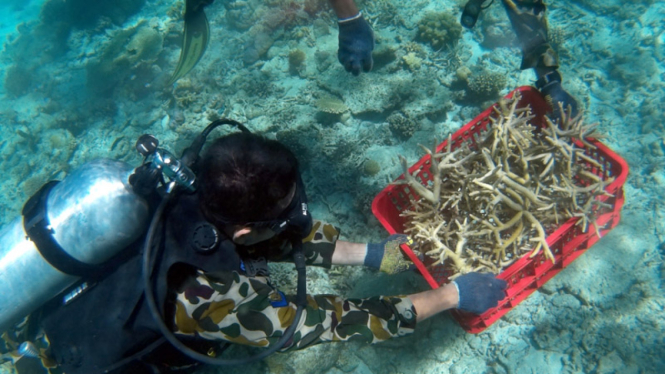 Penanaman Terumbu Karang Jelang HUT Kemerdekaan RI ke-70