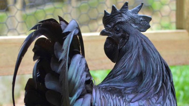 Ayam Cemani.