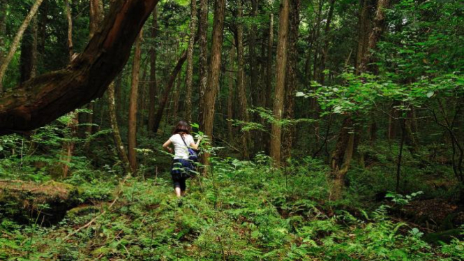 Aokigahara, Hutan Indah Misterius