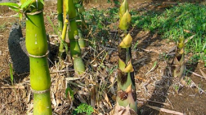 Rebung Tanaman Ajaib Bergizi Tinggi Bagi Tubuh