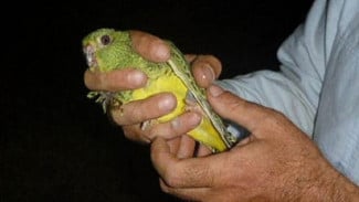 Punah Selama 100 Tahun, Burung Misterius Ini Kembali Muncul